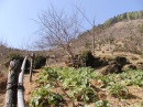 jiangyin-vegetable-on.land * 1600 x 1200 * (459KB)
