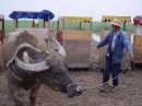 chongming-bull.and.driver * 1280 x 960 * (603KB)