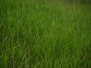 chongming-grass-dongtan.wetland * 1280 x 960 * (320KB)