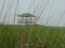 chongming-hut-behind.grasses * 1280 x 960 * (597KB)