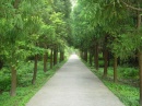 chongming-path-forrest.park * 640 x 480 * (146KB)