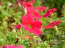 chongming-red.flowers * 640 x 480 * (153KB)