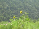 dalian-yellow.sunflower * 1280 x 960 * (601KB)