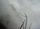 daocheng.yading-branches-in.fog * 640 x 480 * (60KB)