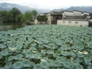huizhou-hongcun-lotus * 1280 x 960 * (577KB)