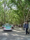 luoyang-xiyuan.rd-green.tree * 960 x 1280 * (588KB)
