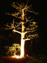 sanya-single.tree * 960 x 1280 * (305KB)