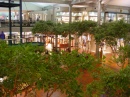 seattle-trees-shopping.mall * 1280 x 960 * (576KB)