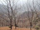 jiangyin-trees-behind * 1600 x 1200 * (464KB)