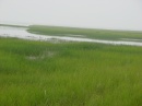 chongming-grass-dongtan * 1280 x 960 * (594KB)