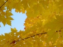 redmond-colorful-leaf * 1280 x 960 * (564KB)